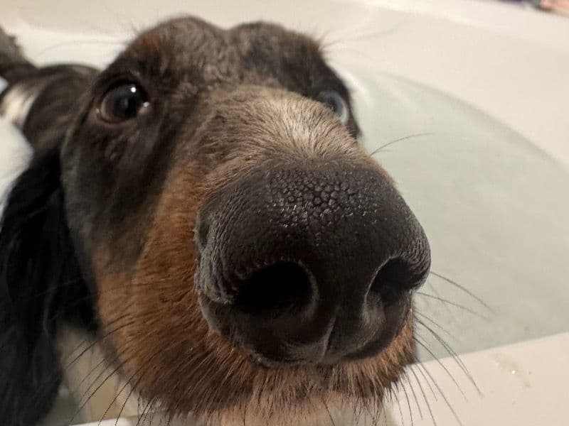 Miniature Dachshund 1 year 9 months old male small named Randy for breeding in Fate, Texas | Petmeetly