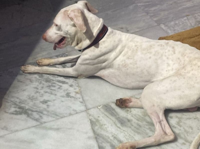 Rajapalayam 2 years old male medium named Baasha for breeding in Chennai, Tamil Nadu | Petmeetly