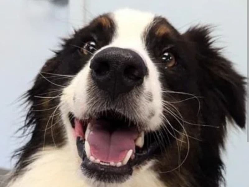 Bearded Collie 2 years old male medium named Raily for sale in Hudson County, New Jersey | Petmeetly