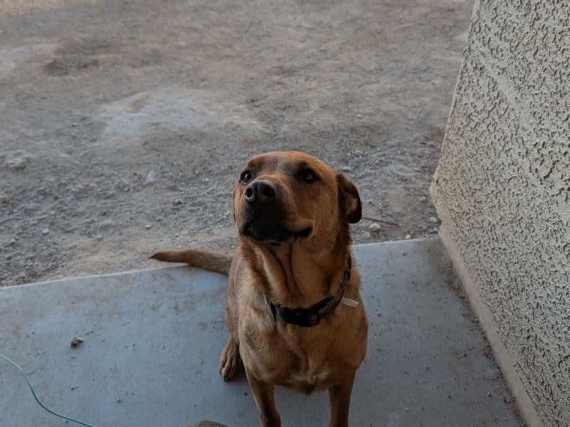 Rhodesian Ridgeback 2 years old male medium named Bo for adoption in Maricopa County, Arizona | Petmeetly