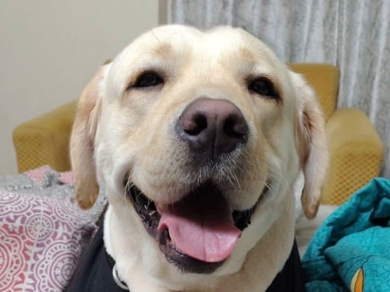 White Labrador Retriever 3 years old male large named Dollar for breeding in Meerut Division, Uttar Pradesh | Petmeetly