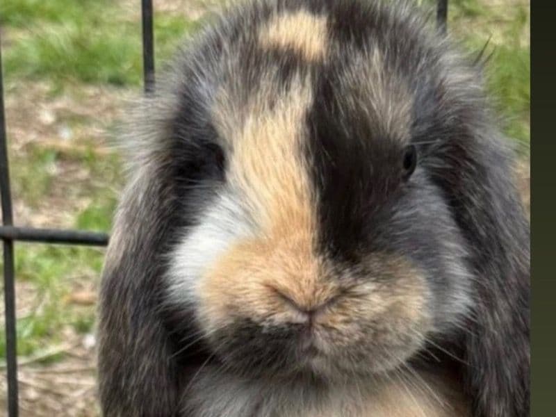 Luna - Mini Lop | Petmeetly