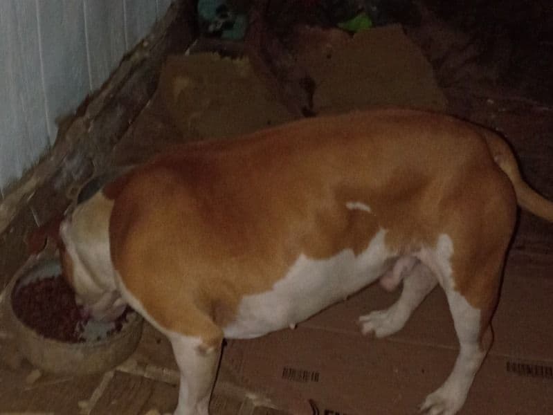 American Bully 7 years old male large named Rollie for adoption in Caldwell County, North Carolina | Petmeetly