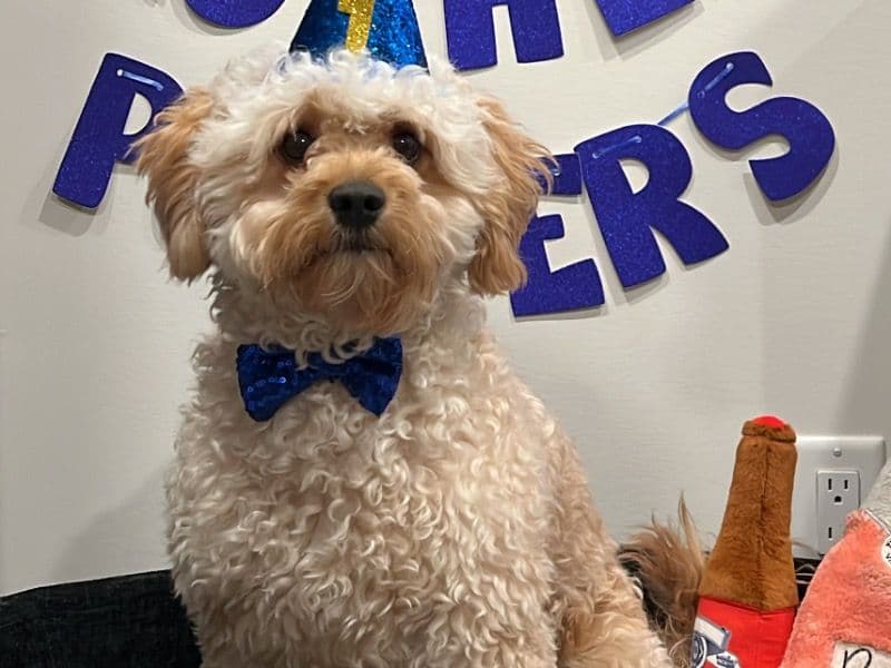 Cockapoo 1 year 3 months old male medium named Archer for breeding in Central Okanagan, British Columbia | Petmeetly