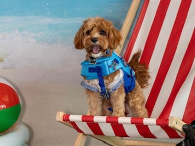 Cavapoo (Cavadoodle) 1 year 2 months old male small named Jasper for breeding in San Mateo County, California | Petmeetly