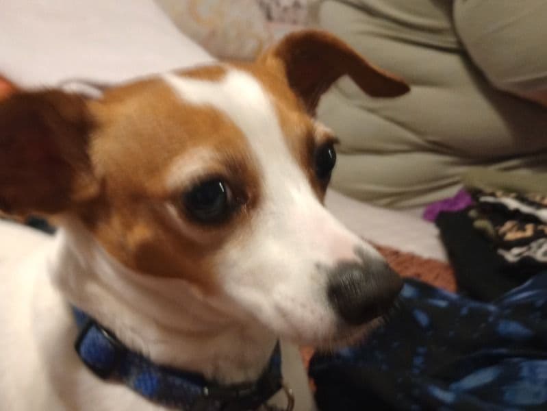 Jack Russell Terrier 4 years 7 months old male small named Skooby for breeding in Leon County, Florida | Petmeetly