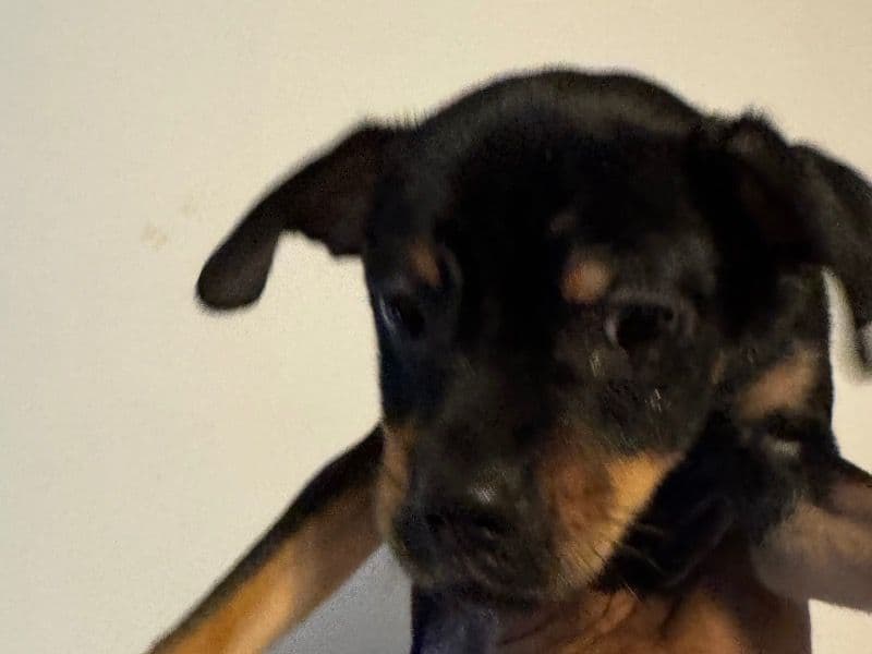 Chug 1 year 1 month old male medium named Max for breeding in Cook County, Illinois | Petmeetly