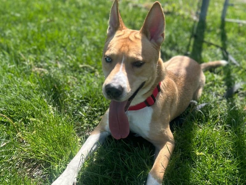 Alaskan Husky 1 year 11 months old male large named Hal’o for breeding in Beaver County, Pennsylvania | Petmeetly