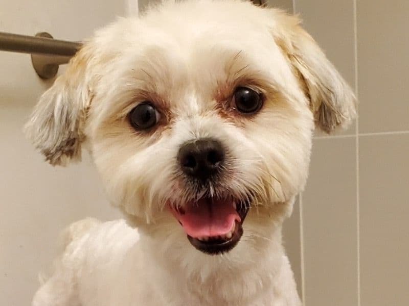 Maltese Shih Tzu 2 years 4 months old male small named Lucky for breeding in Toronto, Ontario | Petmeetly