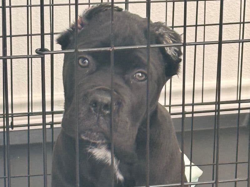 Cane Corso 4 months old male medium named Major for sale in Williamson County, Texas | Petmeetly
