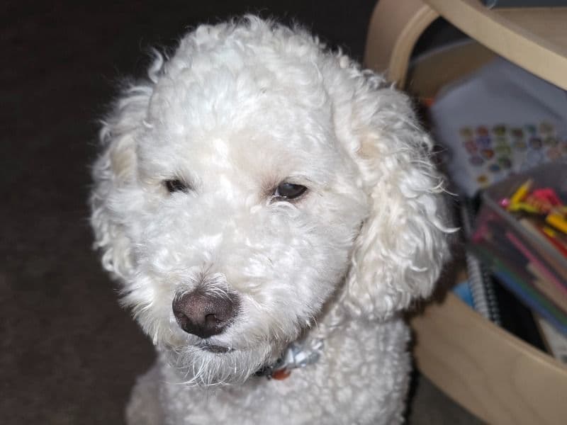 Toy Poodle 1 year 10 months old male small named Mellow for breeding in Western Australia | Petmeetly