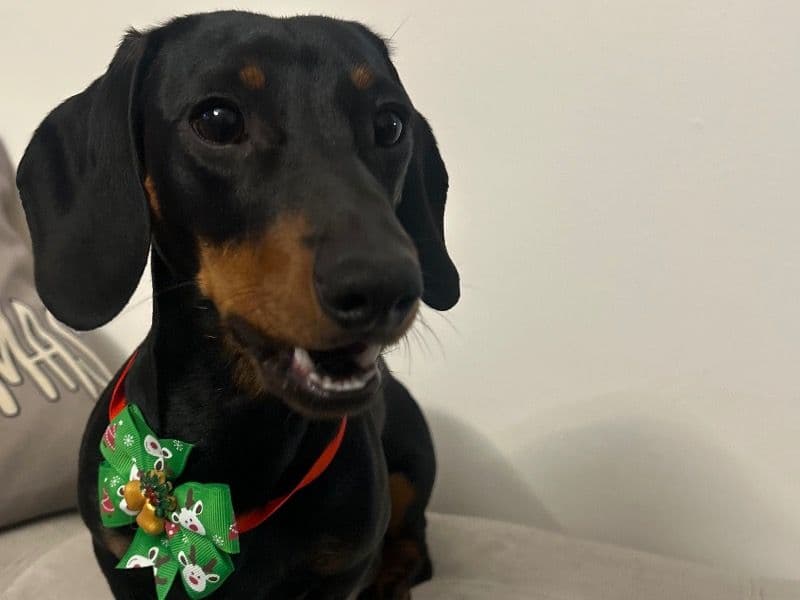 Miniature Dachshund 1 year 9 months old male medium named Zeus for breeding in North Lanarkshire, Scotland | Petmeetly