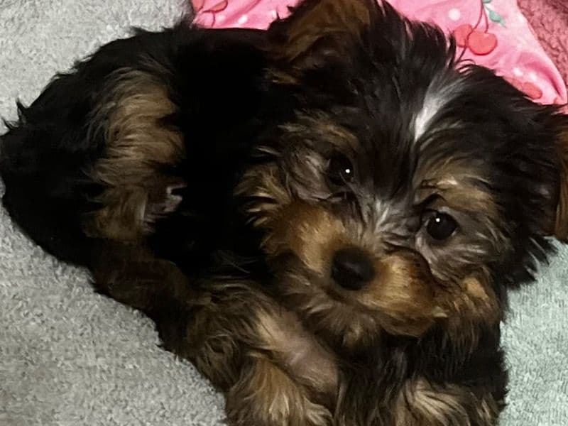 Black and Tan Coonhound 3 months old female small named Maya for breeding in Condado de Northumberland, Pensilvania | Petmeetly