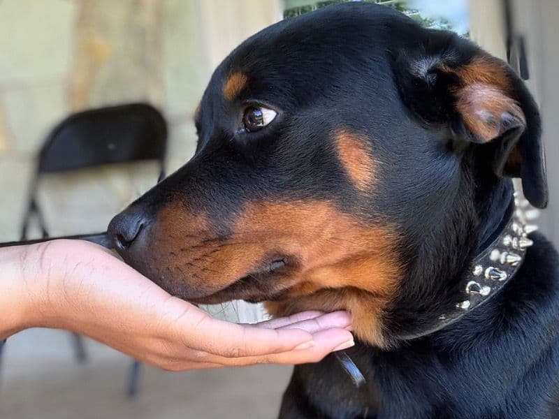 Blackie - Rottweiler | Petmeetly