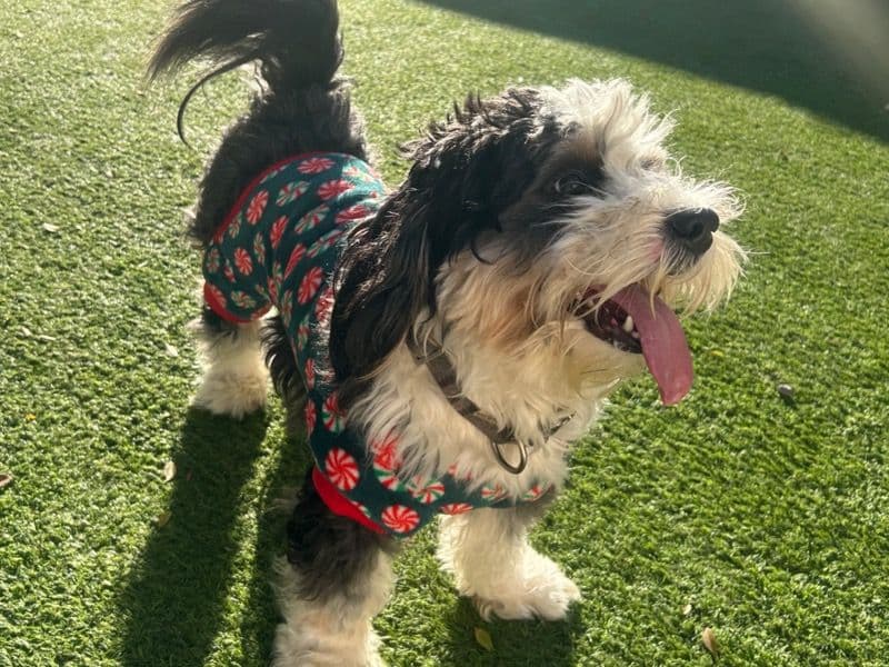 Mini Bernedoodle 3 years 1 month old male small named Otis for breeding in Maricopa County, Arizona | Petmeetly