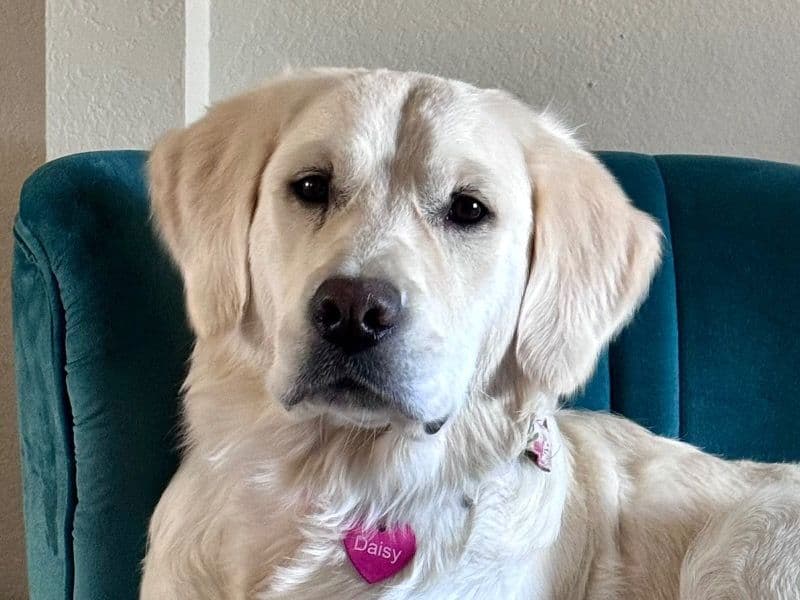 English Cream Retriever 2 years 10 months old female medium named Daisy for breeding in Clark County, Nevada | Petmeetly