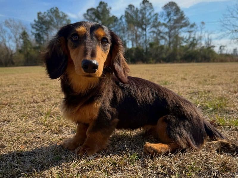 Miniature Dachshund 1 year old male small named Beni for breeding in Jeff Davis County, Georgia | Petmeetly