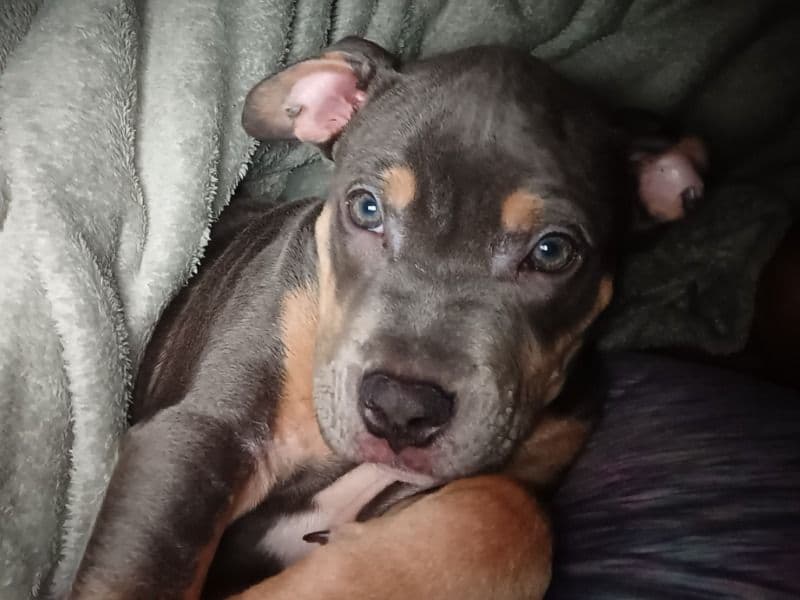 American PitBull Terrier 4 months old female medium named Lola for sale in Greater Bridgeport Planning Region, Connecticut | Petmeetly