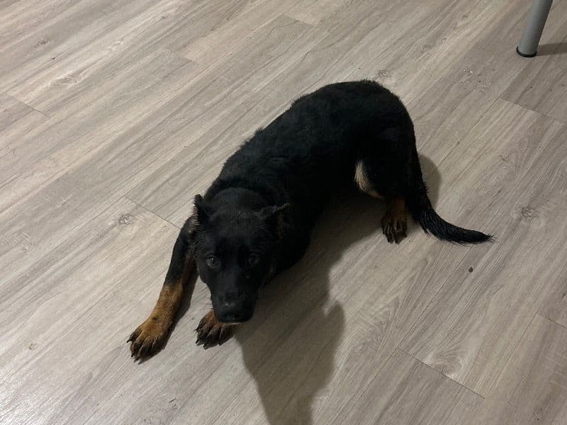 Black German Shepherd 6 months old female medium named Ladi for sale in Champaign County, Illinois | Petmeetly