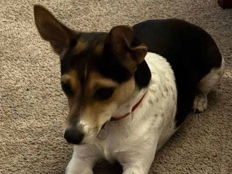 Bandit primary photo