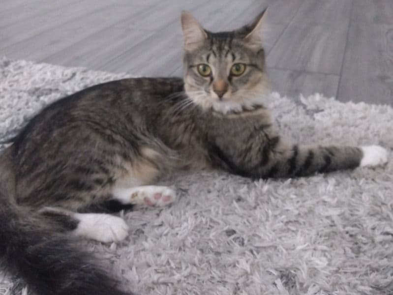 American Polydactyl 1 year 4 months old female named Pinky for breeding in Montgomery County, Ohio | Petmeetly