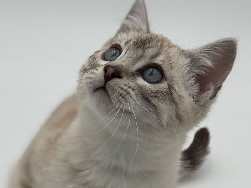 Bengal 4 months old female named Bella for sale in Somerset County, Maine | Petmeetly