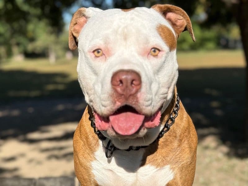 American Bulldog 1 year 2 months old male large named Apollo for breeding in Regional Municipality of Peel, Ontario | Petmeetly