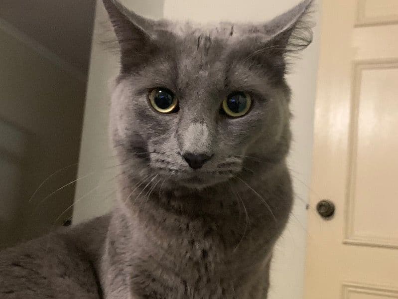 Turkish Angora 1 year 2 months old male named Mr Bean for breeding in City of Moreton Bay, Queensland | Petmeetly