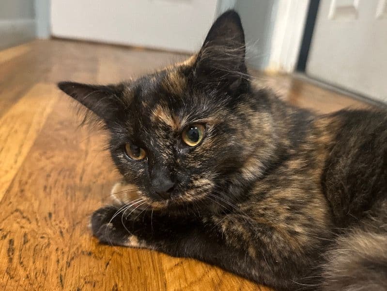 Tortoiseshell cat 1 year 6 months old female named Gullu for breeding in Hudson County, New Jersey | Petmeetly