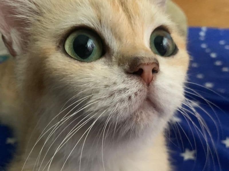 British Shorthair 1 year 2 months old female named Michelle for breeding | Petmeetly