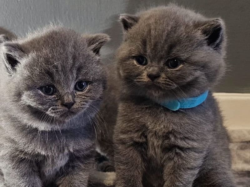 British Shorthair 3 months old male named Blue Bear for sale in Hampshire, England | Petmeetly