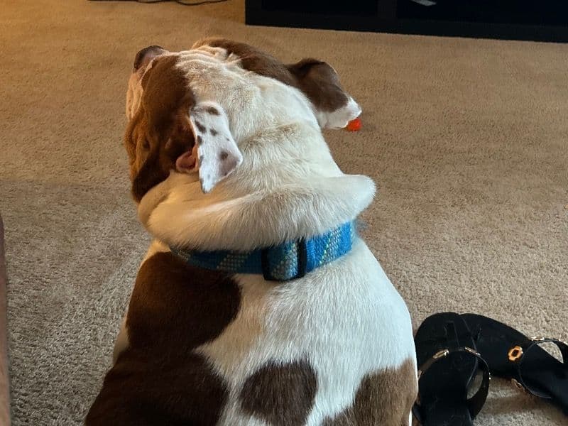 American Bulldog 2 years 4 months old male large named Bo for breeding in Virginia Beach, Virginia | Petmeetly