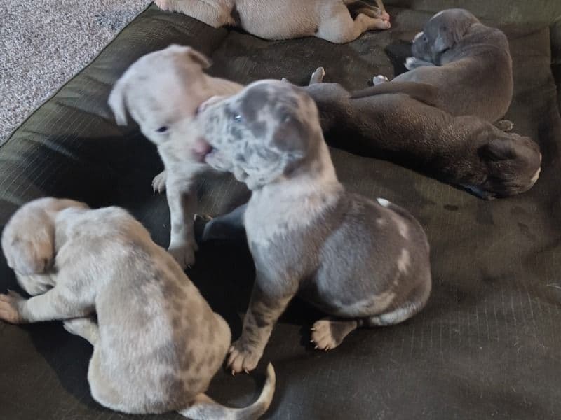 Diamond - American Bully | Petmeetly
