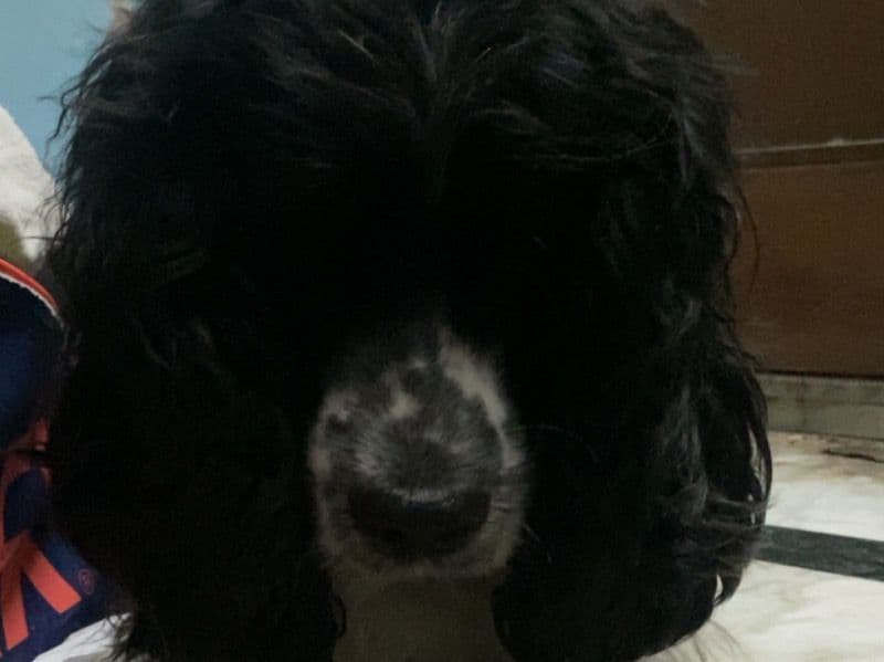 American Cocker Spaniel 5 years 4 months old female small named Zoey for breeding in Delhi Division, Delhi | Petmeetly