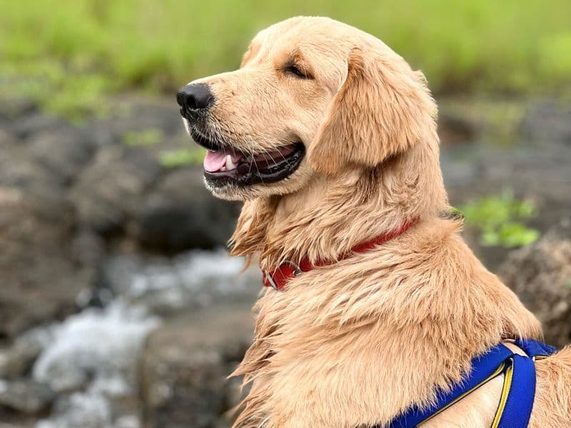 English Golden Retriever 2 years 11 months old male large named Joey for breeding in Konkan Division, Maharashtra | Petmeetly