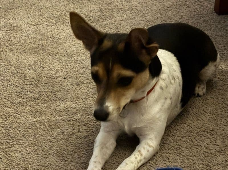 Jack Chi 1 year 7 months old male small named Bandit for breeding in Charles County, Maryland | Petmeetly