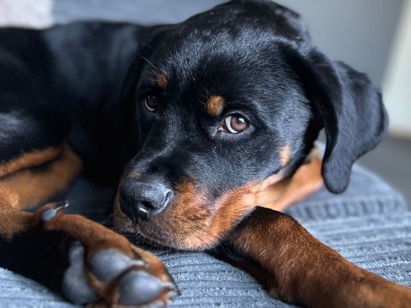Rottweiler 8 months old female medium named Roxy for breeding in Devon, England | Petmeetly