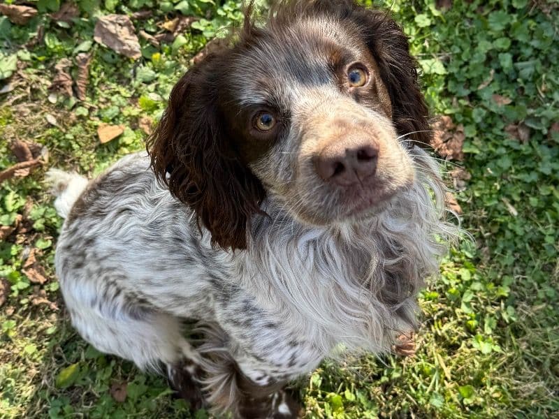English Cocker Spaniel 3 years 6 months old male medium named Hank for breeding in Richmond, Virginia | Petmeetly
