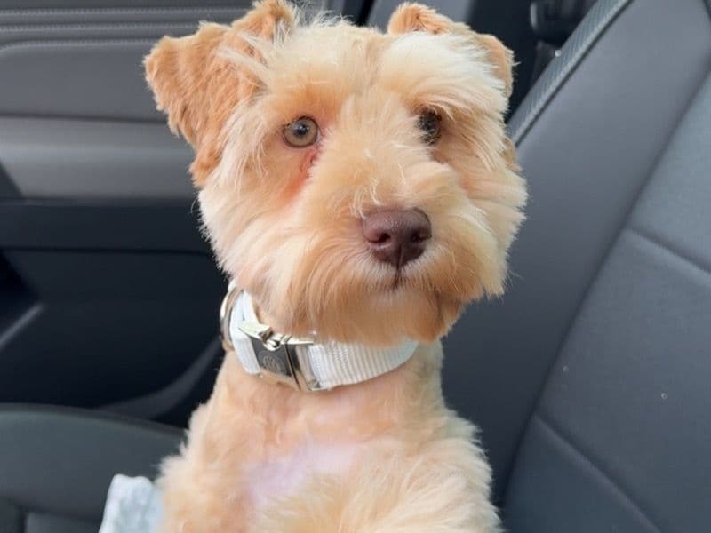 Miniature Schnauzer 1 year old male small named Charlie for sale in Collin County, Texas | Petmeetly