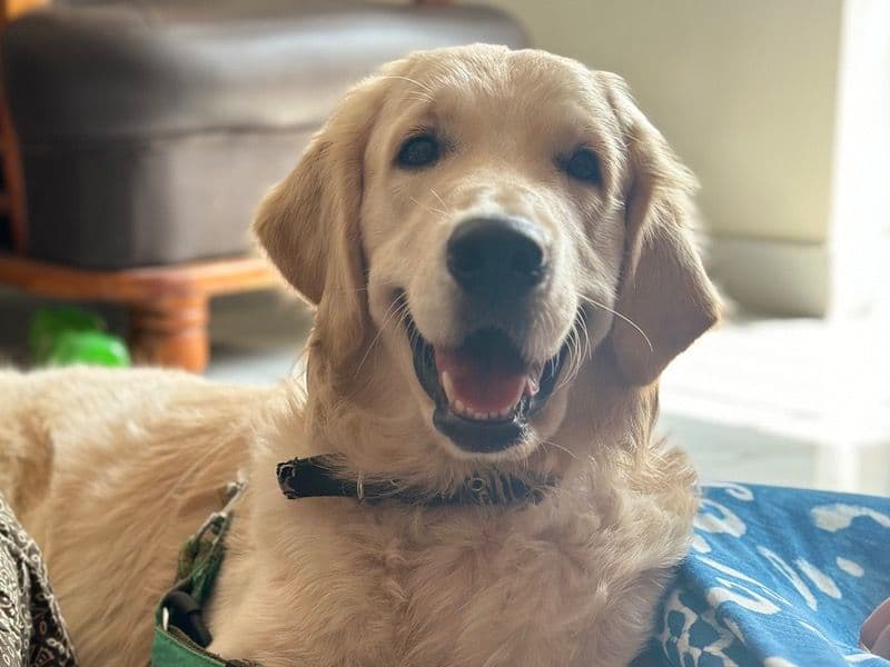 English Golden Retriever 2 years 7 months old male large named Ben Lee for breeding in Padur, Tamil Nadu | Petmeetly