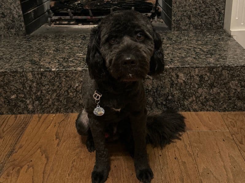 Dartanyan primary photo