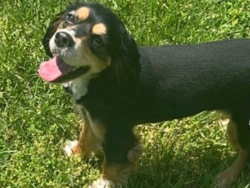 English Cocker Spaniel 2 years 5 months old female medium named Phoenix for breeding in Prince George's County, Maryland | Petmeetly