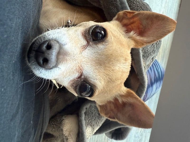 Chihuahua 9 years old male small named Max for breeding in Washington, District of Columbia | Petmeetly
