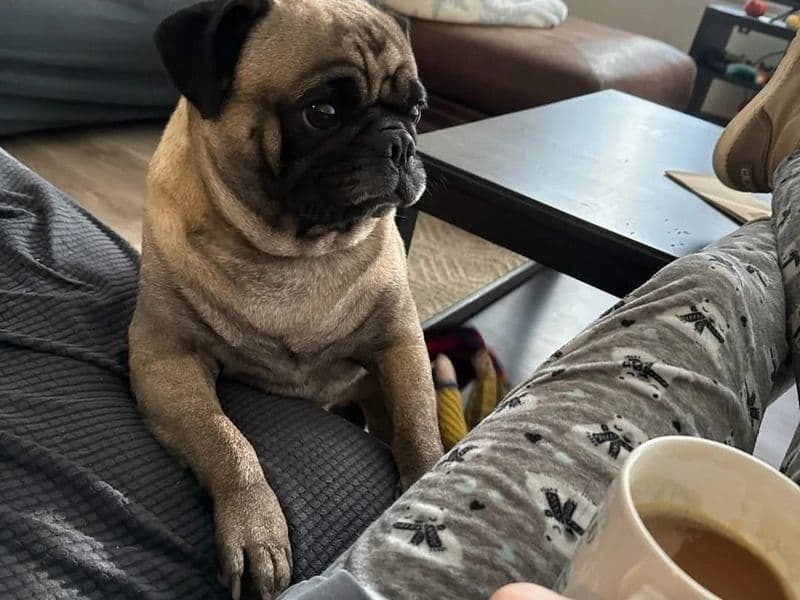 Pug 1 year old male medium named Larzars for breeding in Pinal County, Arizona | Petmeetly