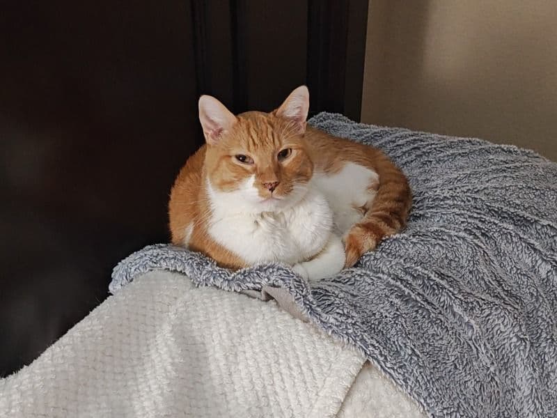 Domestic Shorthair 9 years old male named Pumpkin for adoption in Scott County, Iowa | Petmeetly