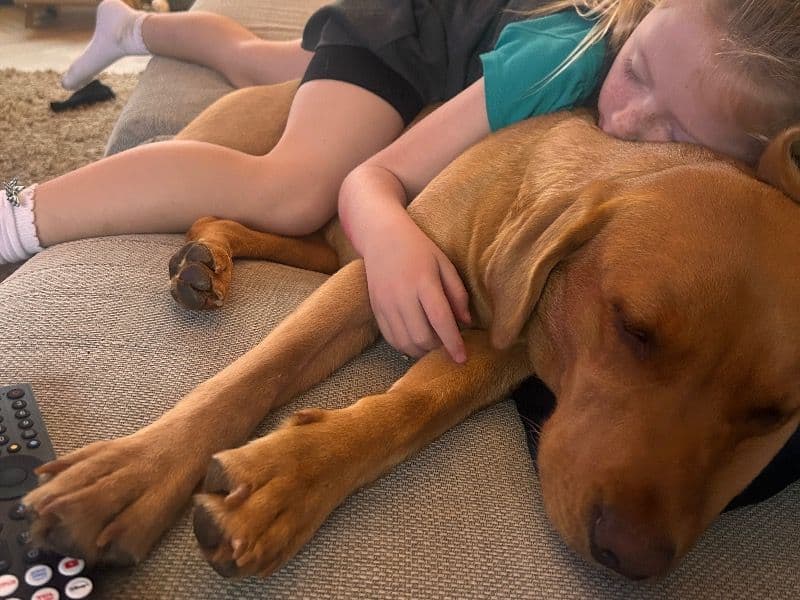 Fox Red Labrador 1 year 4 months old female medium named Rosie for breeding in Tyne and Wear, England | Petmeetly