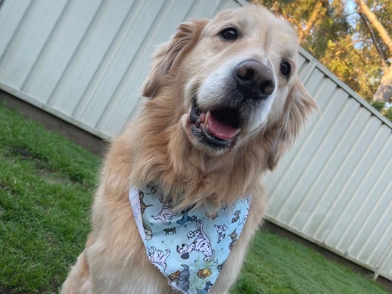 Golden Retriever 8 years 11 months old male large named Brody for breeding | Petmeetly