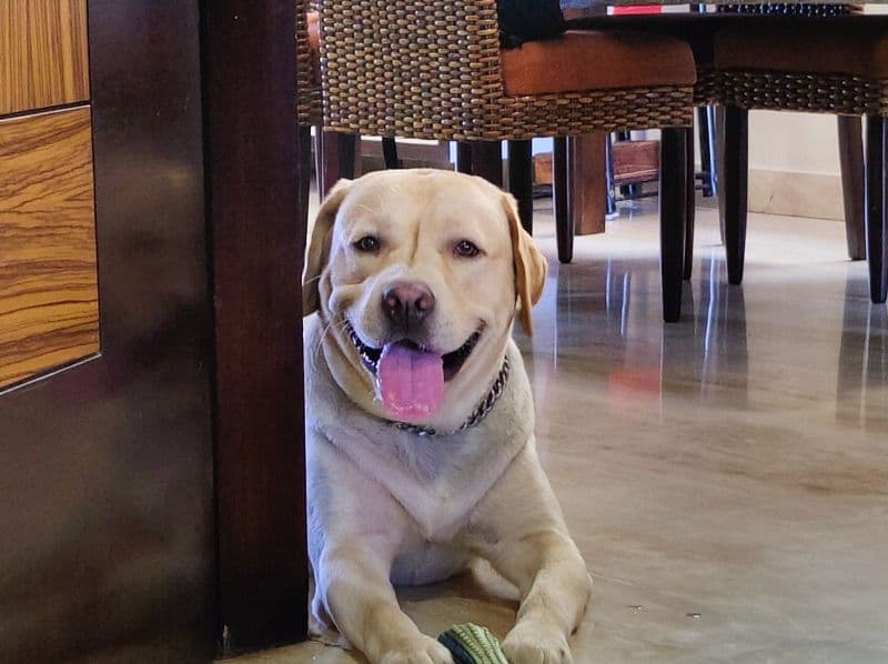 Labrador Retriever 5 years 5 months old male large named Theo for breeding in Delhi Division, Delhi | Petmeetly