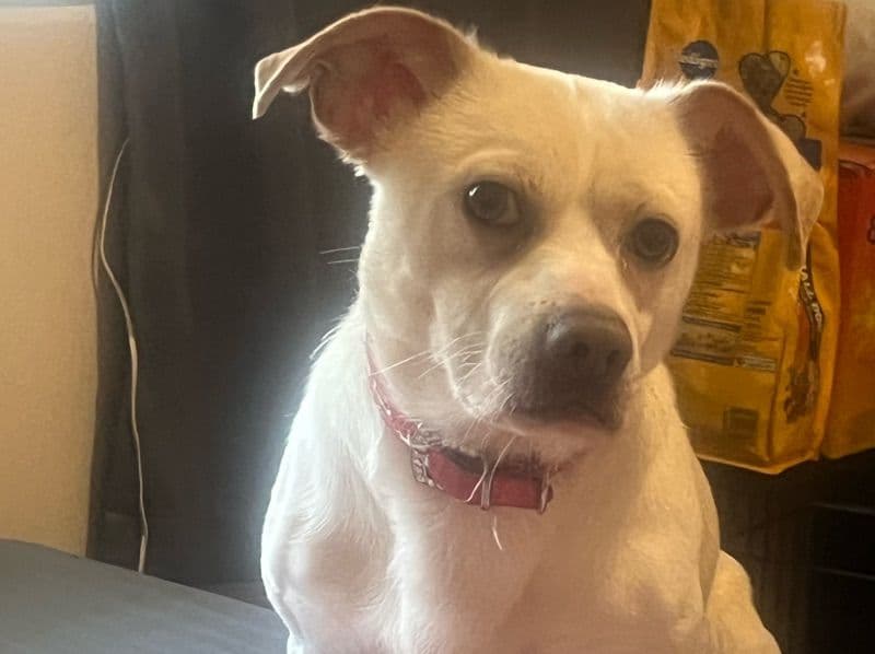 Jack Russell Terrier 2 years 4 months old male small named Kasio for breeding in Fulton County, Georgia | Petmeetly