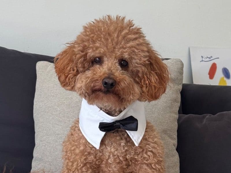 Maltipoo 5 years 4 months old male medium named Tiger for breeding in Broward County, Florida | Petmeetly